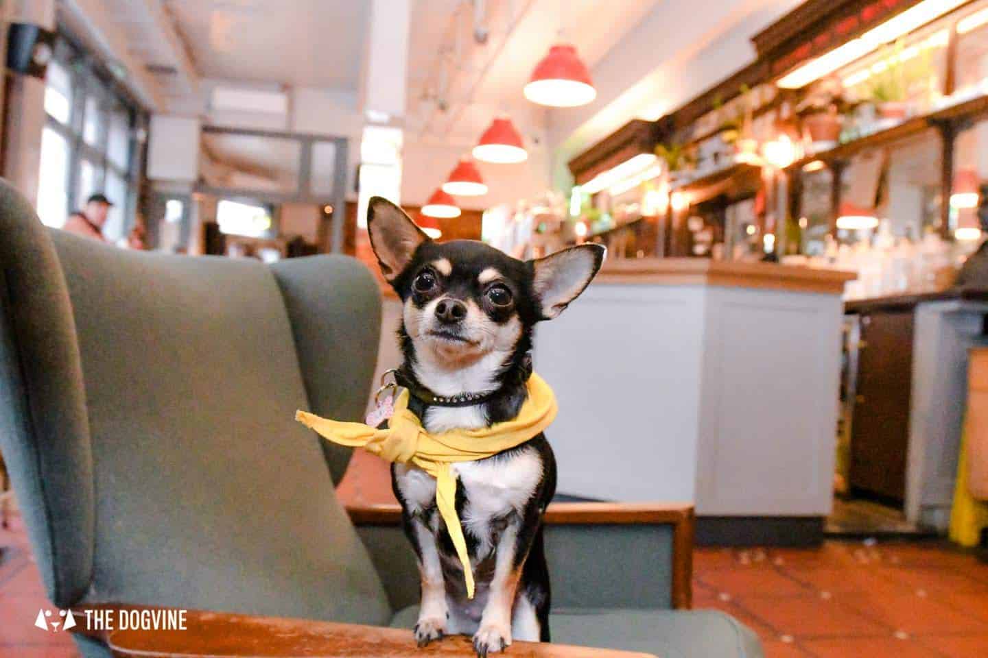 Pet Friendly Accommodation